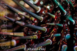 Sea Urchin by Khaled Zaki 